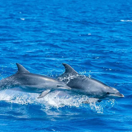 Daire Studio Central Canet-en-Roussillon