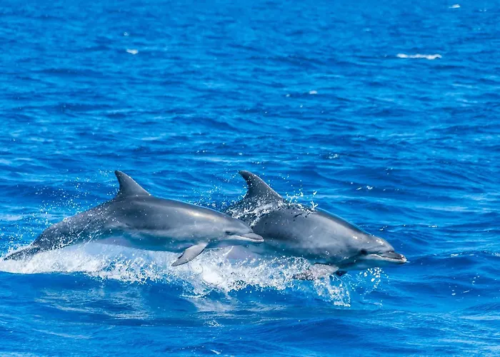 公寓 Studio Central 卡内